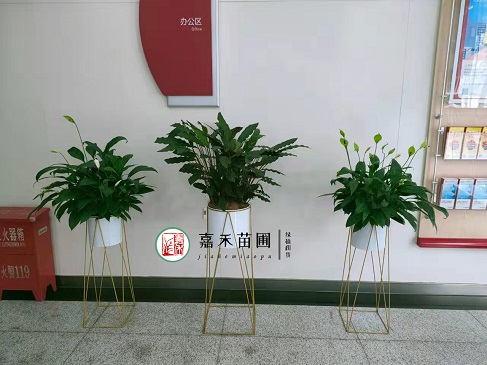 银行绿植花卉租赁装饰|西安嘉禾苗圃