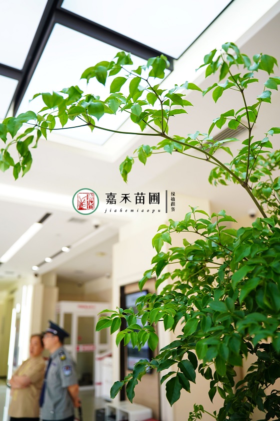 西安银行绿植租赁推荐|西安嘉禾苗圃