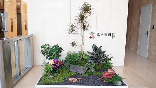 北京银行绿植小造景：西安嘉禾苗圃